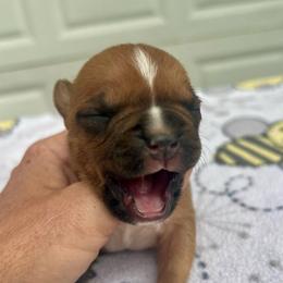 Phoebe - Red female American Staffordshire Terrier puppy in Marietta, Georgia from Ambition Amstaffs