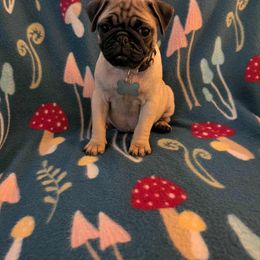 Pug Puppies from Lisa's Pugalicious Pugs