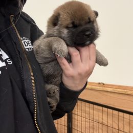 Shiba Inu Puppies from Tokubetsuna Shibas