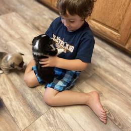 Pembroke Welsh Corgi Puppies from Annwyl McCorgis
