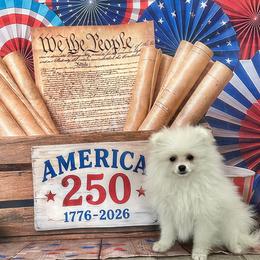 Cooper - White male Pomeranian puppy in Lyons, Georgia from Its a Poms Life Kennel