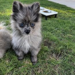 Zeke - Blue merle male Pomeranian puppy in Moody, Texas from Luxury Pets of Central Texas