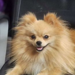 Momo - Pomeranian