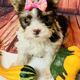 Nola Tiny - Parti female Yorkshire Terrier puppy in Mankato, Minnesota from Niko Terriers