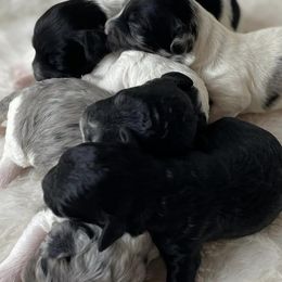 Cavapoos and Poodles from Lowcountry Cavapoos and Toy Poodles