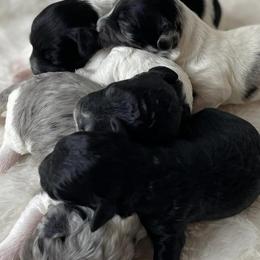 Cavapoos and Poodles from Lowcountry Cavapoos and Toy Poodles