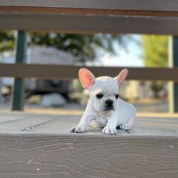 French Bulldog and Labrador Retriever Puppies from Desiree Ortiz's French Bull Dogs and Labrador Retrievers