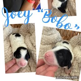 Joey - Black and white male Bernedoodle puppy in Chattanooga, Tennessee from Scenic City Doodles