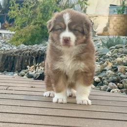 Gouda Boy 3 - Red tri-color male Australian Shepherd puppy in Walnut Creek, California from Sweet Magnolia Aussies
