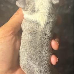 Female 2 - Blue female French Bulldog puppy in Monterey, Louisiana from McaysKennels