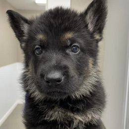 German Shepherds from BGM German Shepherds