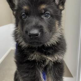 German Shepherds from BGM German Shepherds