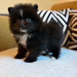 Spunky - Black male Pomeranian puppy in San Antonio, Texas from San Antonio Pomeranian