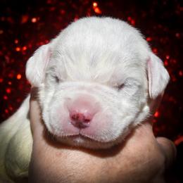 Grey collar - White male Dogo Argentino puppy in San Diego, California from Debonair Dogos