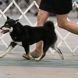 Mari - Shiba Inu