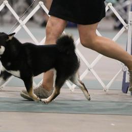 Mari - Shiba Inu