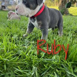 "5 Weeks 04/10" Olde English Bulldogge Puppies from Bachman Olde English Bulldogge LLC