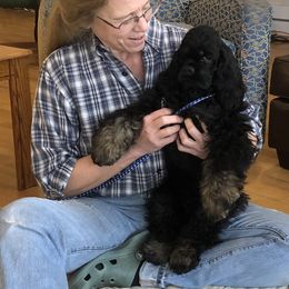 Cocker Spaniel Puppies from Stargazer Kennel