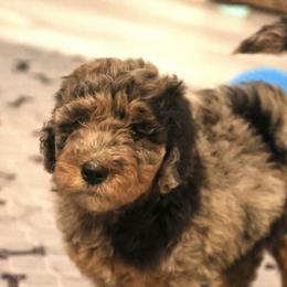 Mocha - Blue merle female Aussiedoodle puppy in Vallejo, California from Well Rooted Doodles