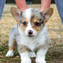 Baloo - 2250 - Blue merle and white male American Corgi puppy in Star City, Arkansas from T4 Farms