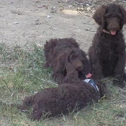 Poodle Puppies from Twisted Oak Poodles