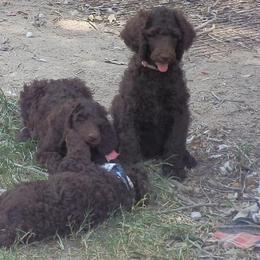 Poodle Puppies from Twisted Oak Poodles