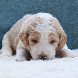 Cooper - Parti male Goldendoodle puppy in Cherry Creek, New York from Doodles Pups of NY