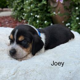 Joey - Black tan and bluetick male Beagle puppy in Mansfield, Missouri from Rippee Creek Kennel