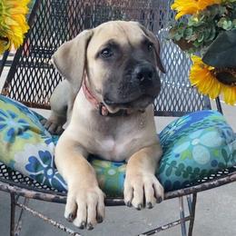 J'adore - Pink Collar Girl - Cream female Boerboel puppy in Navasota, Texas from Silverthorne Boerboels