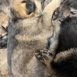 German Shepherd Puppies from Shenango Valley Shepherds