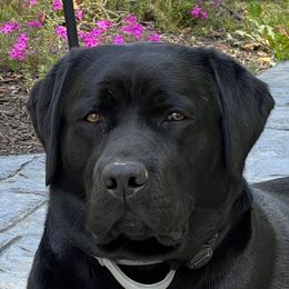Luna - Labrador Retriever