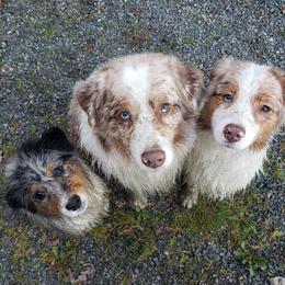 Australian Shepherd All Grown Up from Petrichor Australian Shepherds