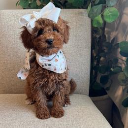 Paisley - Red  female Goldendoodle puppy in Eagle Mountian, Utah from The Puppy Family