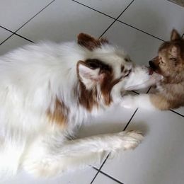 Siberian Huskies from Kat's SmallWorld of Siberians
