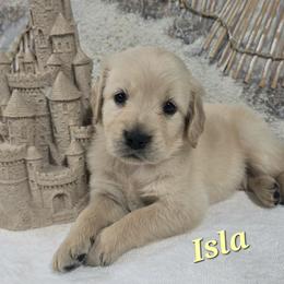 Isla - Light golden female Golden Retriever puppy in Marietta, Oklahoma from Dogs of Diamond B
