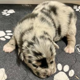 Blue merle - Blue merle male Australian Shepherd puppy in Cotati, California from Tried and True Aussies