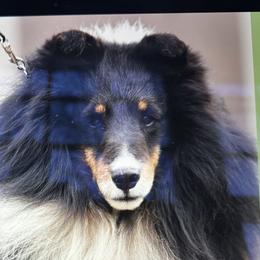 Fitz - Shetland Sheepdog