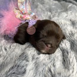 Shih Tzu Puppies from Shurbeez Shih Tzu