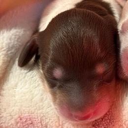Rose - Piebald female Dachshund puppy in Mesa, Arizona from Dach Army LLC