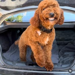 Ginger - Poodle