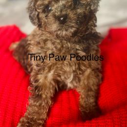 Poodle Puppies from Tiny Toy Poodles