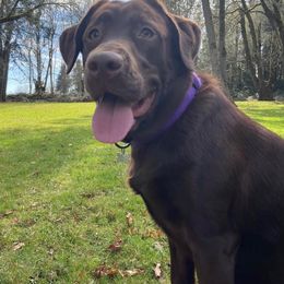 Labrador Retriever All Grown Up from Redfearn Retrievers