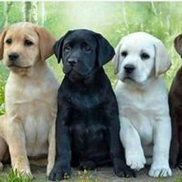 Labrador Retriever Puppies from Belquest Labradors