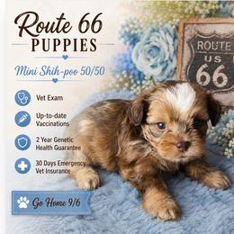 Dior - Merle male Shihpoo puppy in Delphos, Ohio from Route 66 Puppies