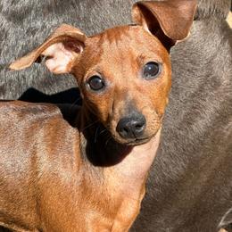 Stag Red boy Dewey - Stag red male Miniature Pinscher puppy in Granby, Connecticut from Cross Bay Labradors