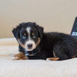Aspen - Black tri male Miniature Australian Shepherd puppy in Buna, Texas from R & C Kennels