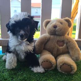 Puppy 1 - Black and white female Chinese Crested puppy in New Castle, Pennsylvania from Long Haul Cresteds & Long Rotts