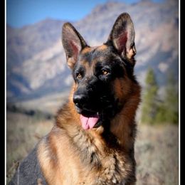 Brinx - German Shepherd