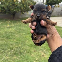 Female 2 - Blue and gold female Yorkshire Terrier puppy in Pomona, California from Carbajal Yorkshire Terriers