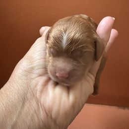 Girl 1 - Red and white female Cockapoo puppy in Carlotta, California from Lost Coast Bernese Mountain Dogs